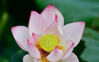 网王之夏风手冢攻略（解锁游戏中最强角色，成为夏风手冢的主宰！）