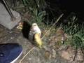 老鬼钓鱼手游攻略（成为顶级钓鱼玩家，只需掌握这些关键技巧！）
