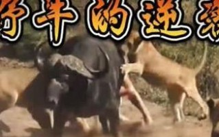 征战远古（揭秘远古时期的生存之道，带你征战世界的边缘）