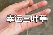水晶萝卜攻略（细心观察，合理安排，一步步闯关成功）