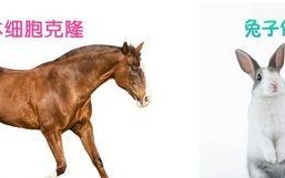 《大克隆猫咪出装攻略大全》（成为超级可爱猫咪的必备指南）