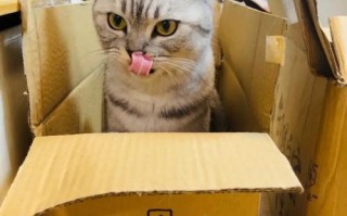 《探秘猫与纸箱子的游戏攻略》（揭开猫咪心理，玩转纸箱乐趣）