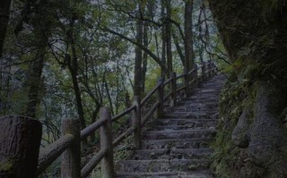 探索薄雾游戏中的森林地图（探索薄雾游戏中的森林地图，揭秘隐藏区域和珍贵宝藏）
