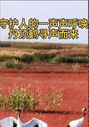 顽皮的守护者出装攻略（揭秘顽皮守护者的出装策略，让你无敌坦克称号不虚。）-第3张图片-游趣乐园