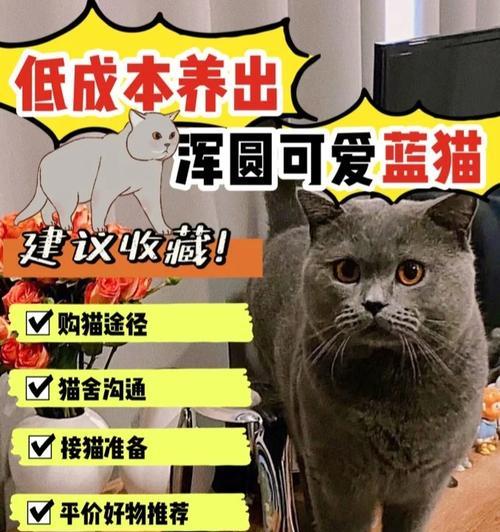 魔兽Dota中蓝猫出装攻略（蓝猫套路揭秘，助你成为无敌战神）-第1张图片-游趣乐园