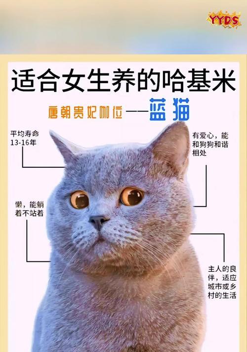 魔兽Dota中蓝猫出装攻略（蓝猫套路揭秘，助你成为无敌战神）-第2张图片-游趣乐园