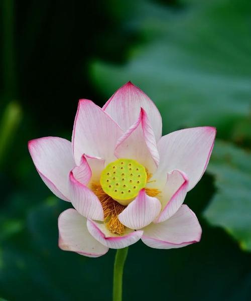 网王之夏风手冢攻略（解锁游戏中最强角色，成为夏风手冢的主宰！）-第1张图片-游趣乐园