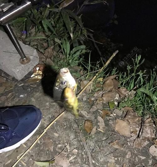 老鬼钓鱼手游攻略（成为顶级钓鱼玩家，只需掌握这些关键技巧！）-第1张图片-游趣乐园