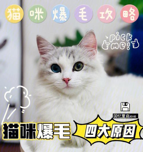 雷霆猫咪最新版出装攻略（解析雷霆猫咪的最佳装备选择，成就不可阻挡的电击强者）-第2张图片-游趣乐园