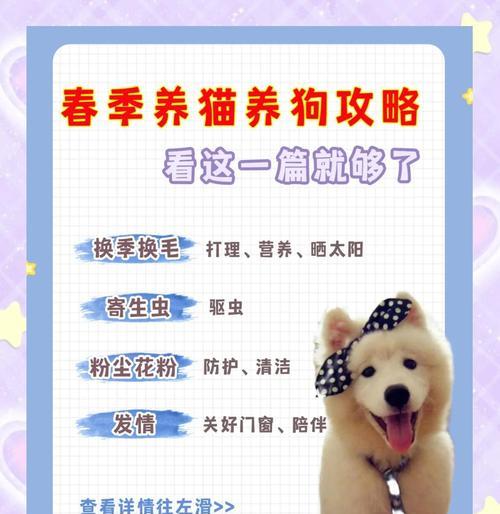 如何照顾阿猫阿狗小游戏攻略（游戏角色的需求与技巧）-第1张图片-游趣乐园