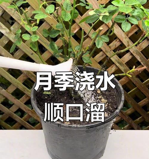浇水游戏攻略大全（成为浇水游戏高手，轻松解锁所有关卡的最佳攻略！）-第2张图片-游趣乐园
